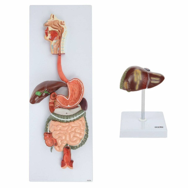 Axis Scientific Liver Anatomy Model Set