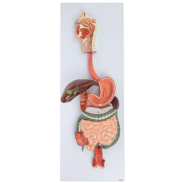 Axis Scientific Digestive Anatomy Model Set
