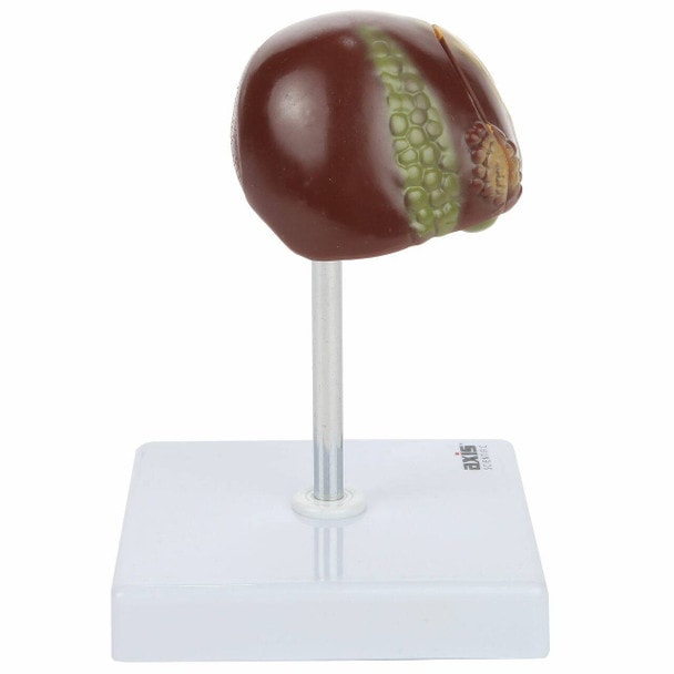 Axis Scientific Liver Anatomy Model