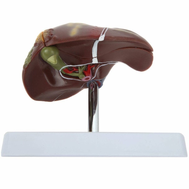Axis Scientific Liver Anatomy Model
