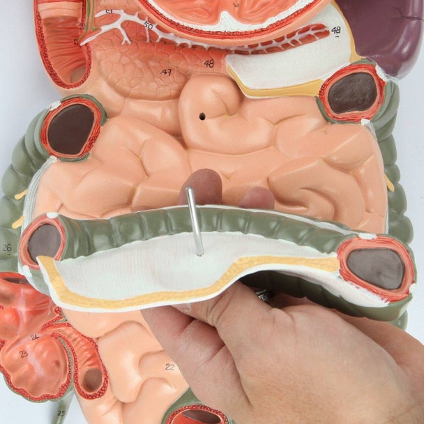 Axis Scientific Digestive Anatomy Model Set