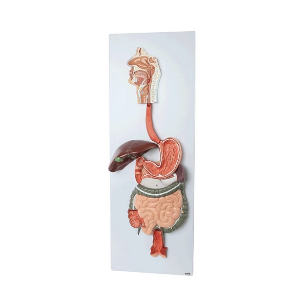 Axis Scientific Digestive Anatomy Model Set