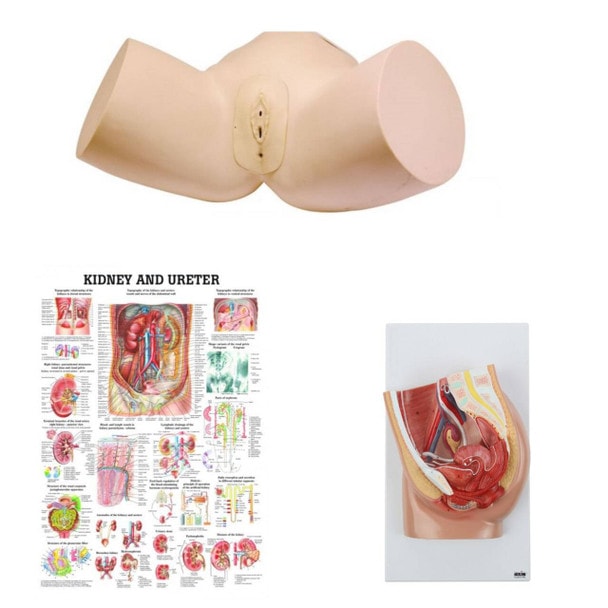 Female Catheter Trainer and Urinary System Kit showing all the components of the kit
