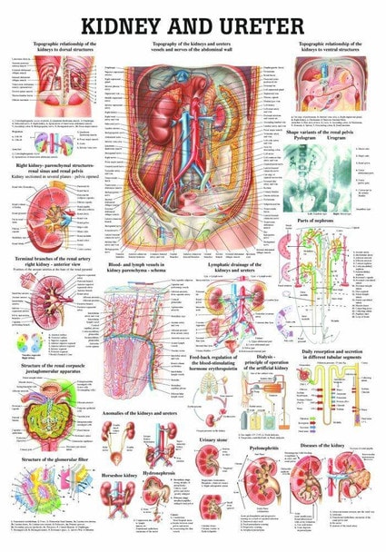 Kidney and Ureter Anatomy Chart