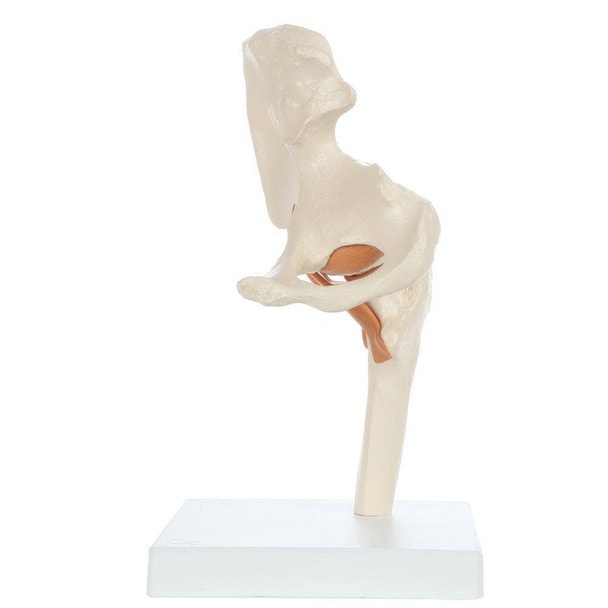 Rudiger Anatomie Premium Functional Hip Joint with Ligaments
