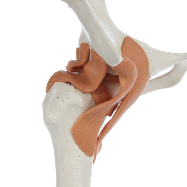 Rudiger Anatomie Premium Functional Hip Joint with Ligaments