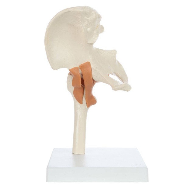 Rudiger Anatomie Premium Functional Hip Joint with Ligaments