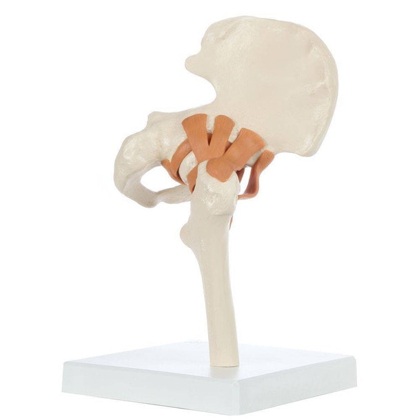 Rudiger Anatomie Premium Functional Hip Joint with Ligaments