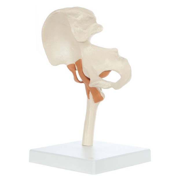 Rudiger Anatomie Premium Functional Hip Joint with Ligaments