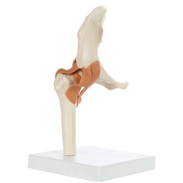 Rudiger Anatomie Premium Functional Hip Joint with Ligaments