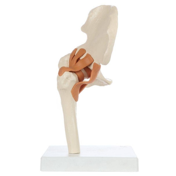 Rudiger Anatomie Premium Functional Hip Joint with Ligaments