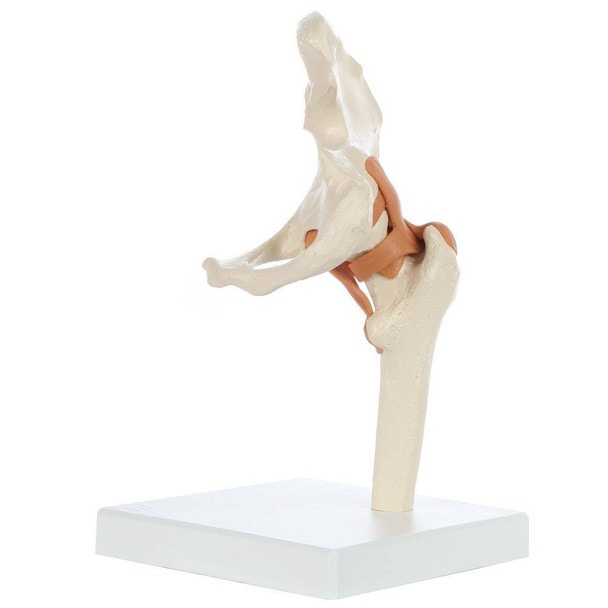 Rudiger Anatomie Premium Functional Hip Joint with Ligaments