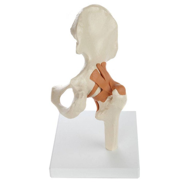 Rudiger Anatomie Premium Functional Hip Joint with Ligaments