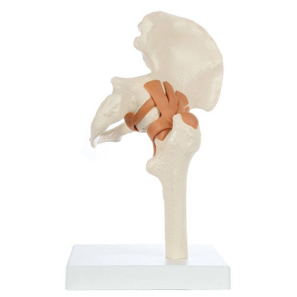 Rudiger Anatomie Premium Functional Hip Joint with Ligaments
