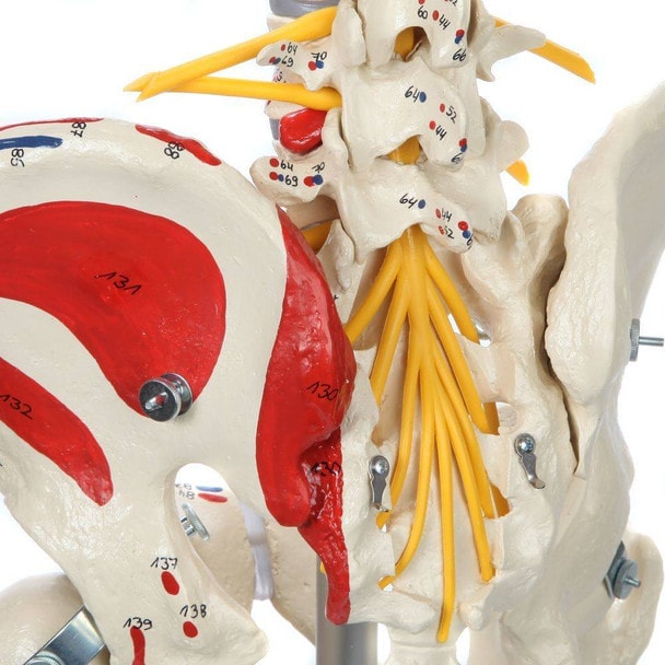 Rudiger Anatomie Premium Human Skeleton with Flexible Spine, Muscle Paintings, and Arteries