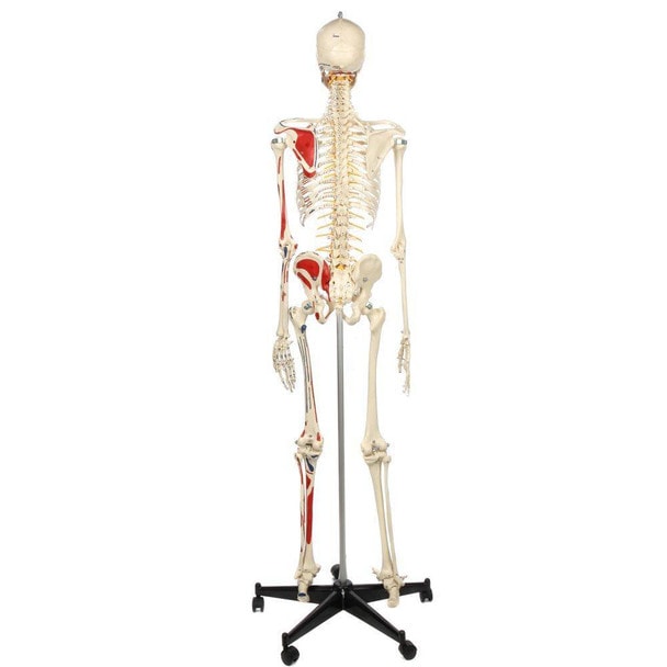 Rudiger Anatomie Premium Human Skeleton with Flexible Spine, Muscle Paintings, and Arteries
