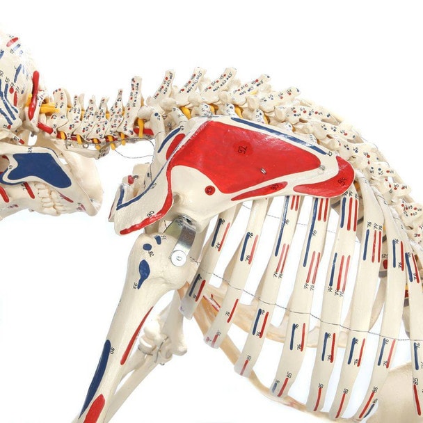 Rudiger Anatomie Premium Human Skeleton with Flexible Spine, Muscle Paintings, and Arteries