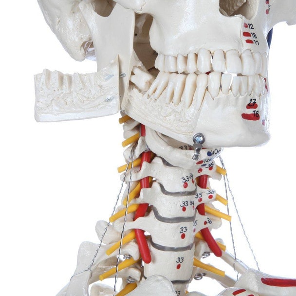 Rudiger Anatomie Premium Human Skeleton with Flexible Spine, Muscle Paintings, and Arteries