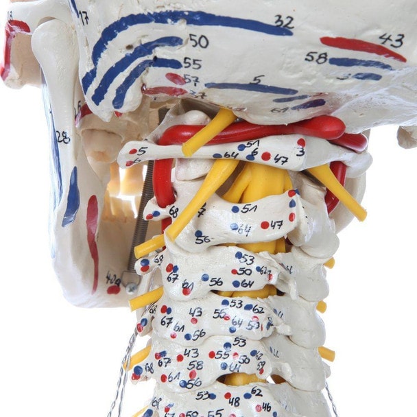 Rudiger Anatomie Premium Human Skeleton with Flexible Spine, Muscle Paintings, and Arteries