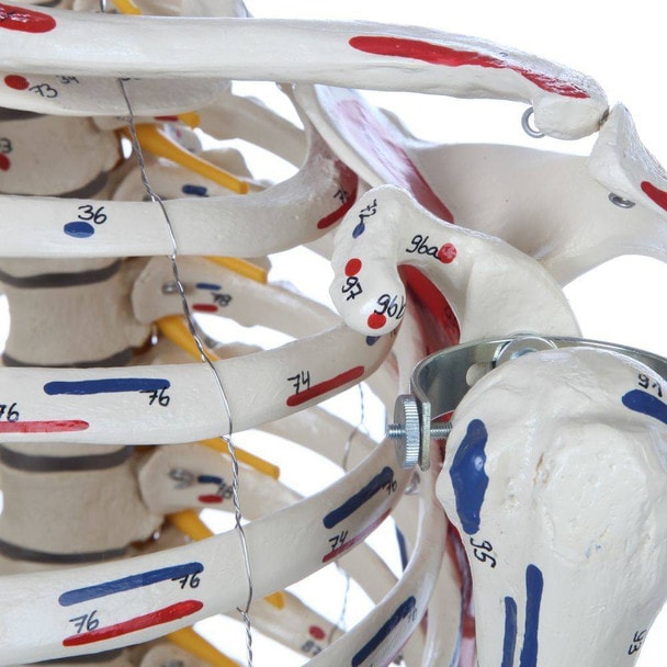 Rudiger Anatomie Premium Human Skeleton with Flexible Spine, Muscle Paintings, and Arteries