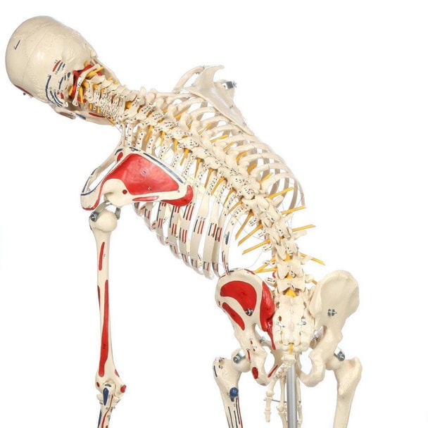 Rudiger Anatomie Premium Human Skeleton with Flexible Spine, Muscle Paintings, and Arteries