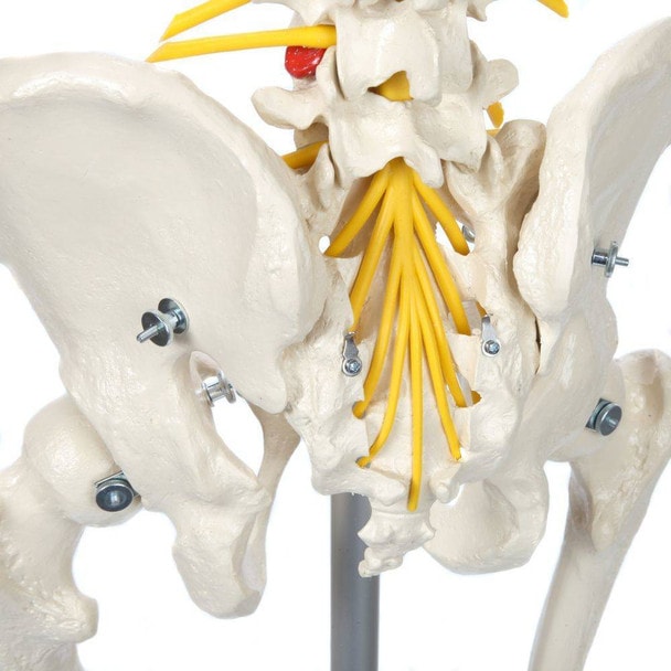 Rudiger Anatomie Premium Flexible Skeleton