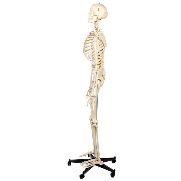 Rudiger Anatomie Premium Flexible Skeleton