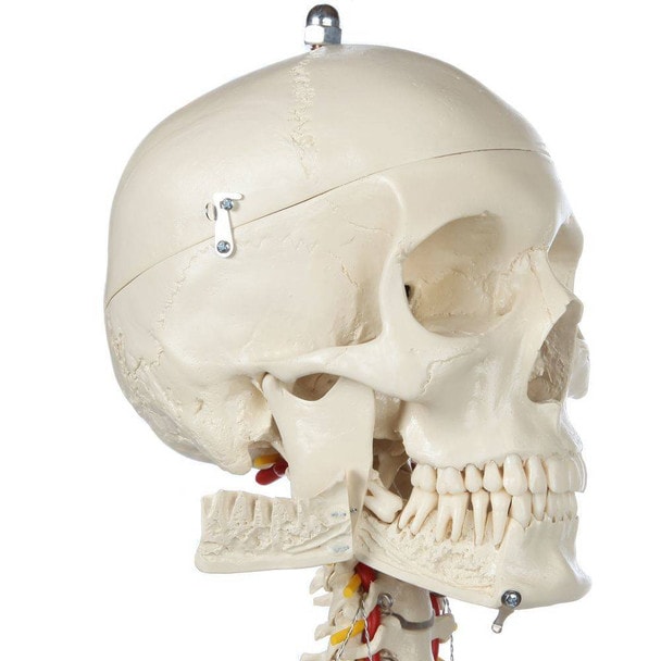 Rudiger Anatomie Premium Flexible Skeleton