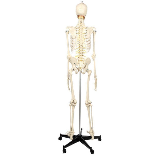 Rudiger Anatomie Premium Flexible Skeleton
