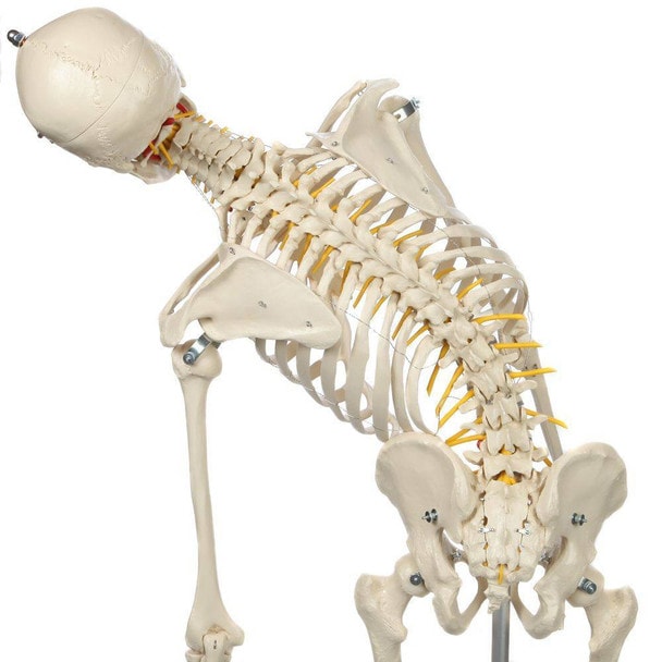 Rudiger Anatomie Premium Flexible Skeleton