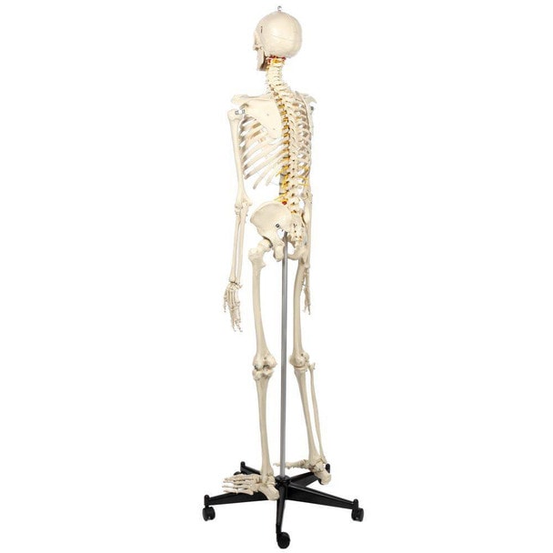 Rudiger Anatomie Premium Flexible Skeleton