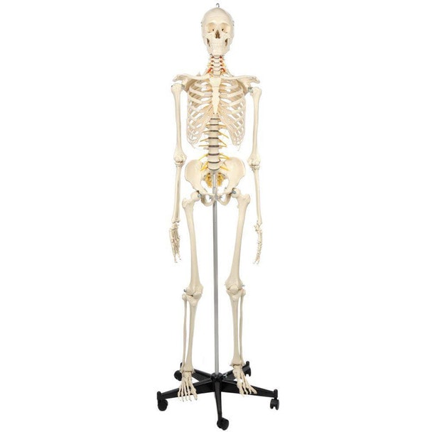 Rudiger Anatomie Premium Flexible Skeleton
