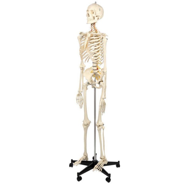 Rudiger Anatomie Premium Flexible Skeleton