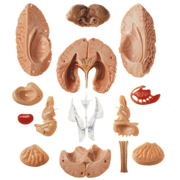 SOMSO Premium Brain in 15 Parts