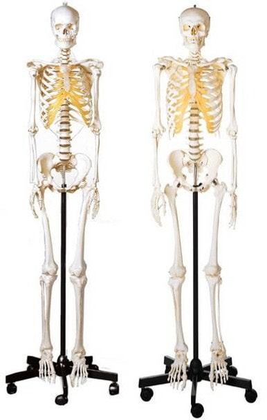 SOMSO Male and Female Skeleton Set