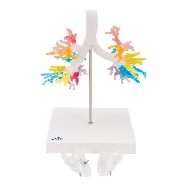 Bronchial Tree Model with Larynx