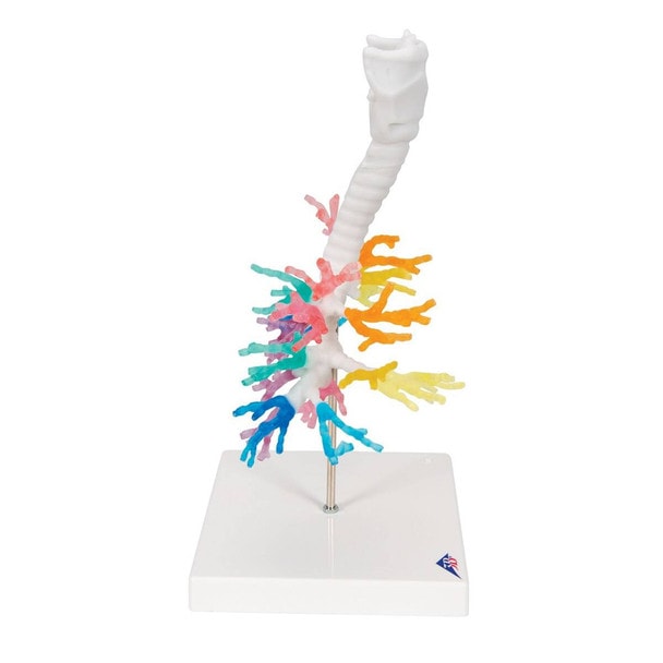 Bronchial Tree Model with Larynx