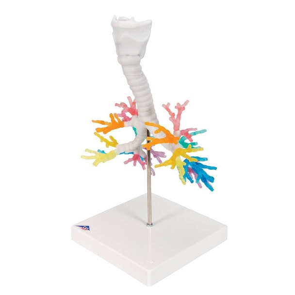 Bronchial Tree Model with Larynx