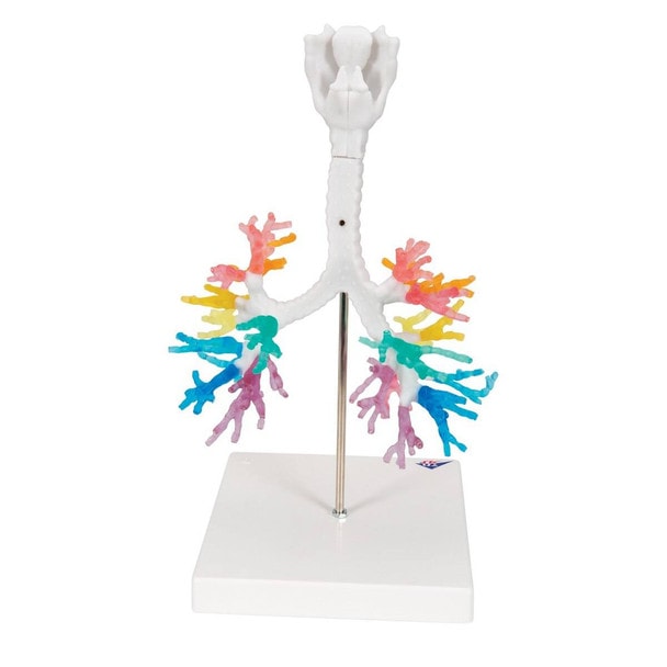 Bronchial Tree Model with Larynx