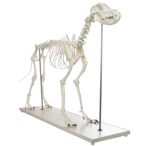 Axis Scientific Large Canine - Flexible Articulation on Base
