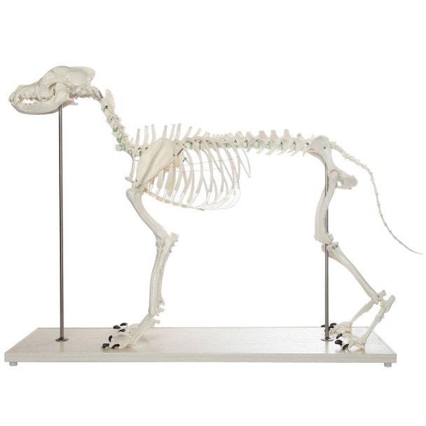 Axis Scientific Large Canine - Flexible Articulation on Base