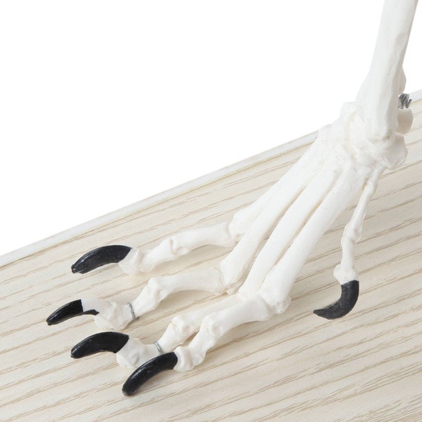 Axis Scientific Large Canine - Flexible Articulation on Base