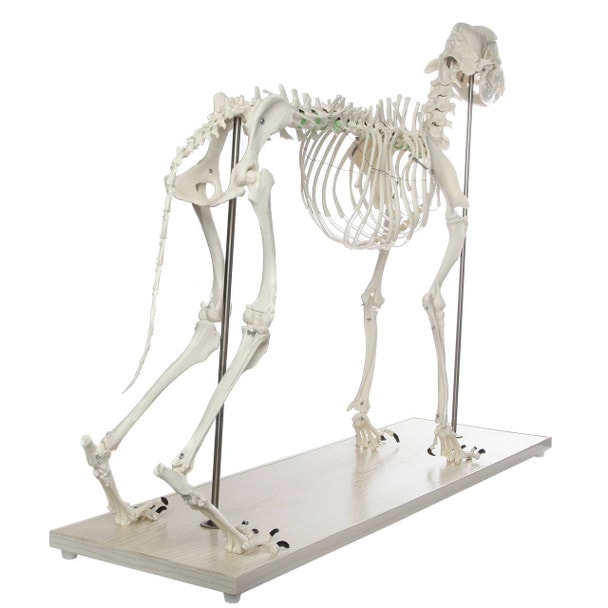 Axis Scientific Large Canine - Flexible Articulation on Base