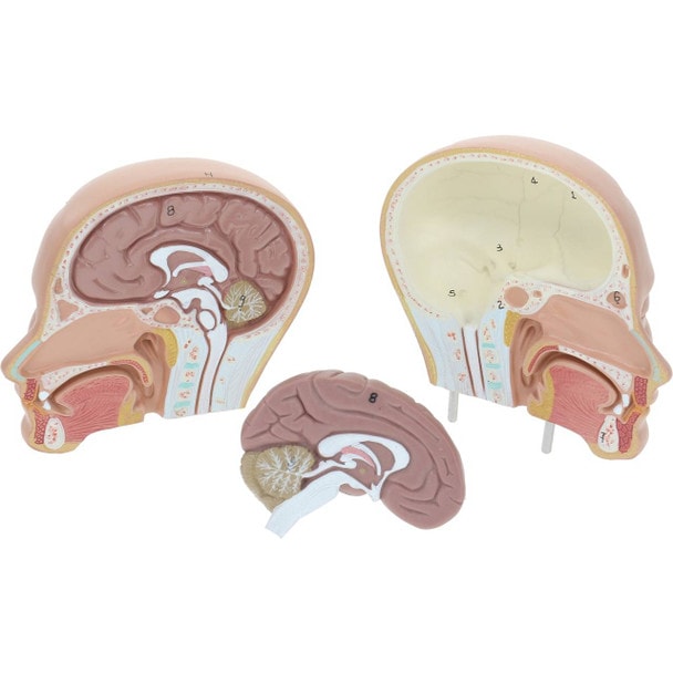Axis Scientific 12-Part Unisex Mini Torso