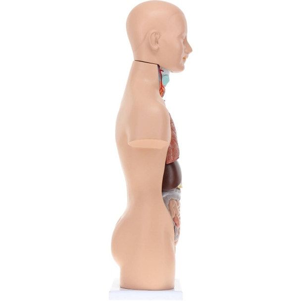 Axis Scientific 12-Part Unisex Mini Torso