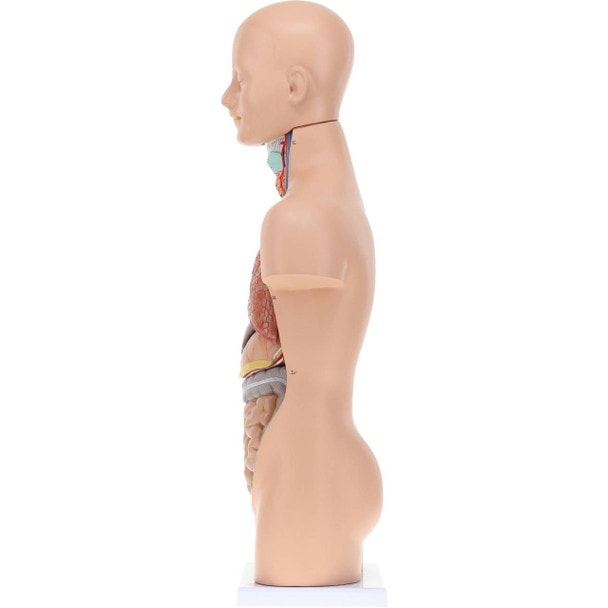 Axis Scientific 12-Part Unisex Mini Torso