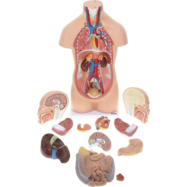 Axis Scientific 12-Part Unisex Mini Torso
