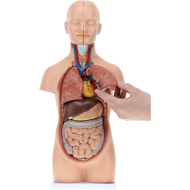Axis Scientific 12-Part Unisex Mini Torso