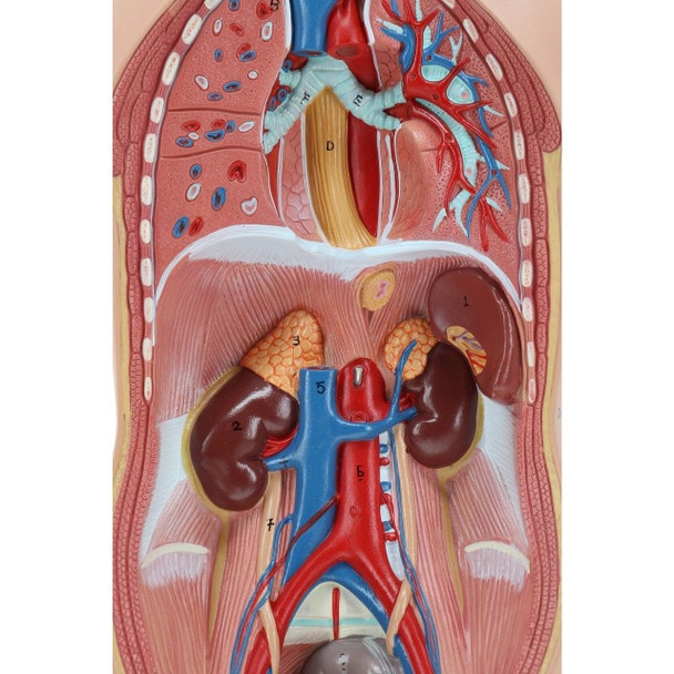 Axis Scientific 12-Part Unisex Mini Torso
