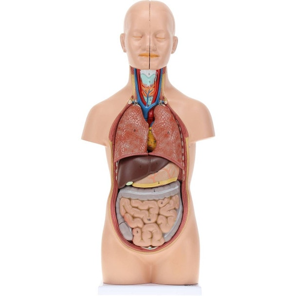 Axis Scientific 12-Part Unisex Mini Torso